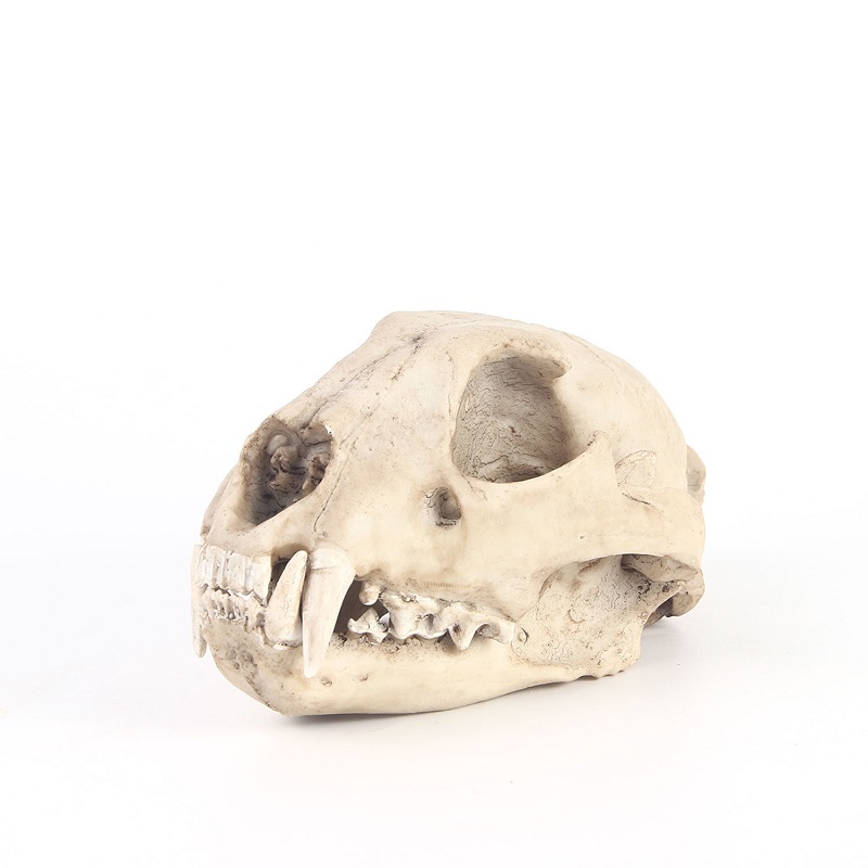 Leopard Skull Model Resin Craf - Art And Craft Zoo Animals 评论和价格
