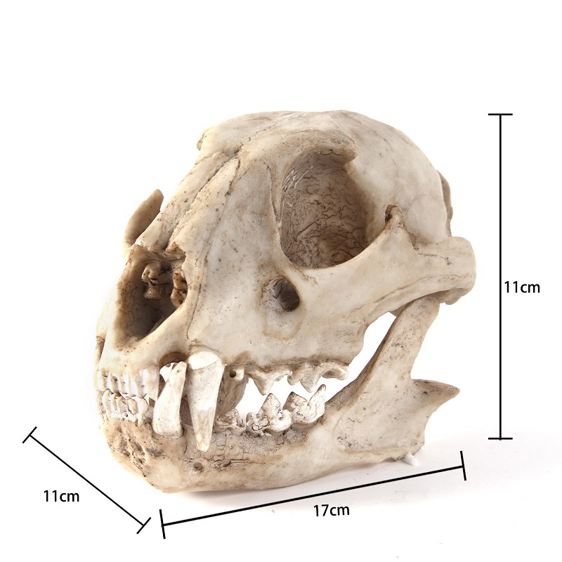 Leopard Skull Model Resin Craf - Art And Craft Zoo Animals 评论和价格