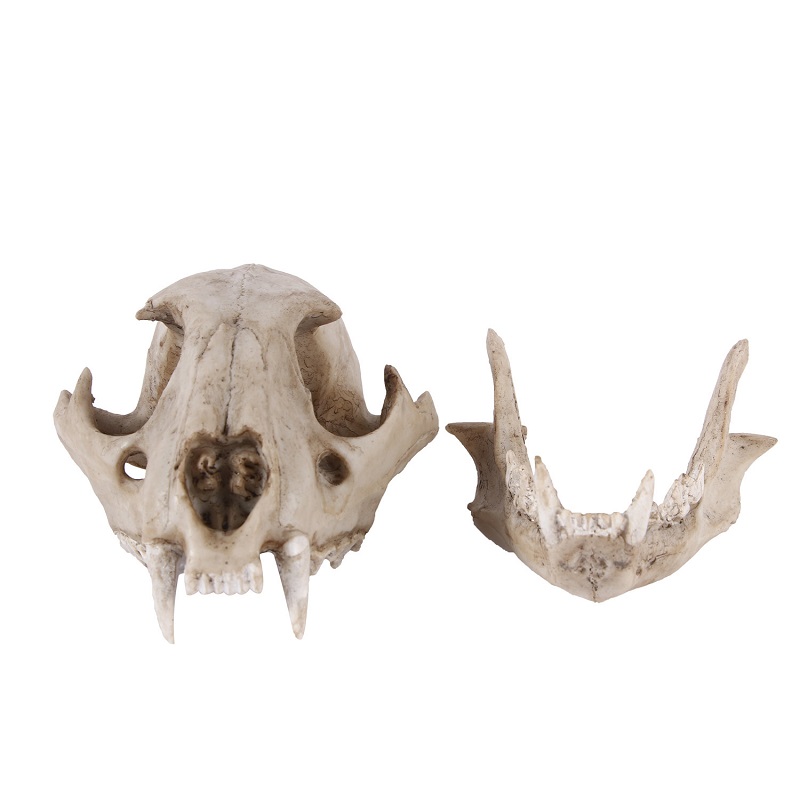 Leopard Skull Model Resin Craf - Art And Craft Zoo Animals 评论和价格