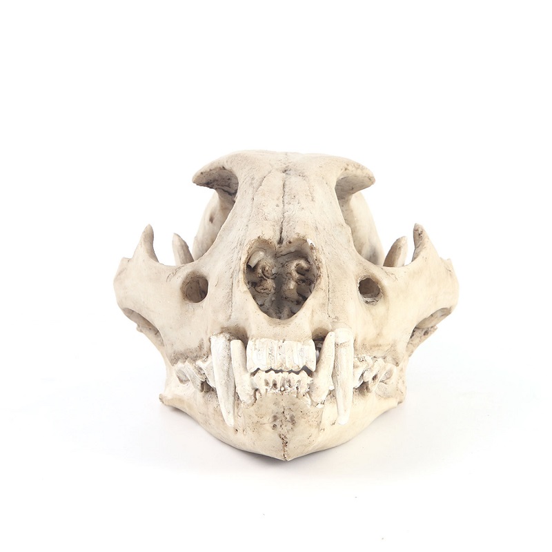 Leopard Skull Model Resin Craf - Art And Craft Zoo Animals 评论和价格